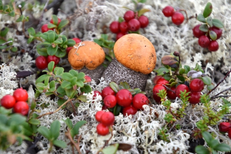 Грибы Мурманской области