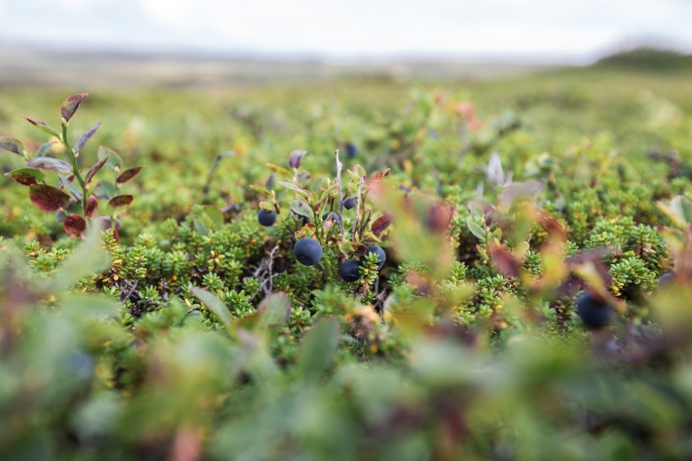 Вороника брусника Кольского полуострова