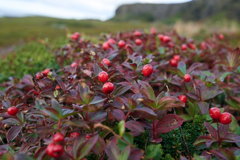 Черника на Кольском полуострове
