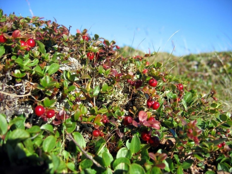 Брусника Таймыр