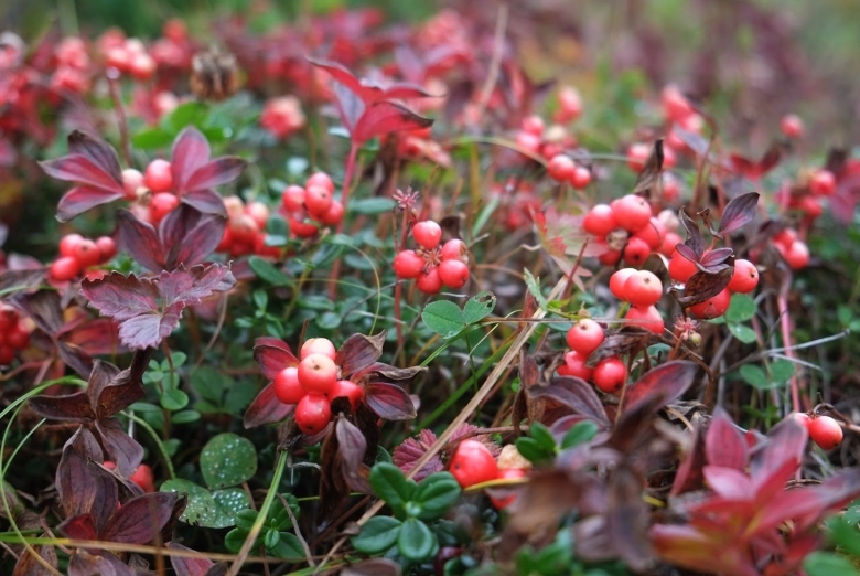 Волчья ягода Камчатка
