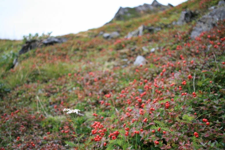 Грибы на полуострове Рыбачий Мурманской области