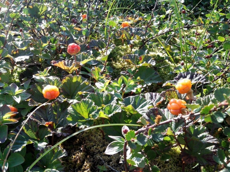 Морошка Арктическая