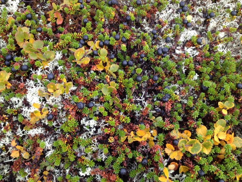 Кольский полуостров природа лето