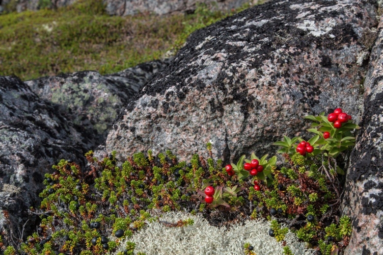 Морошка Кольский полуостров
