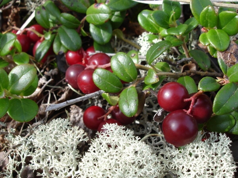 Ягода брусника