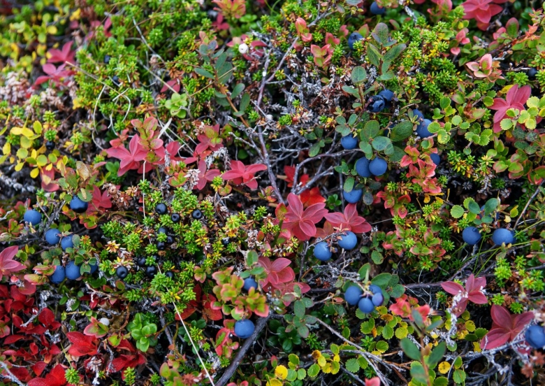 Черника на Кольском полуострове