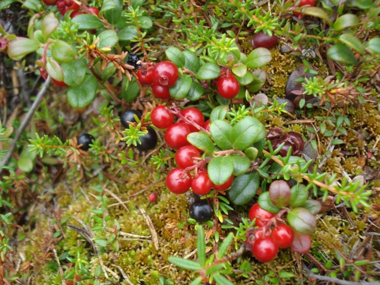 Брусника в тундре