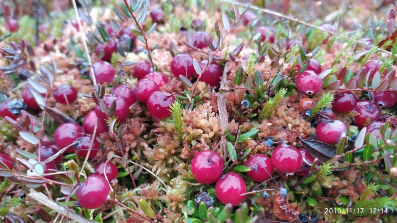 Клюква болотная