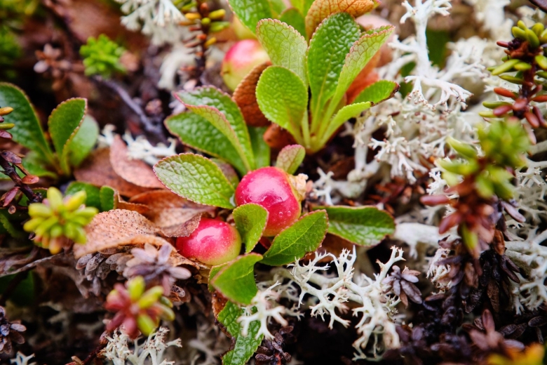 Толокнянка обыкновенная в тундре