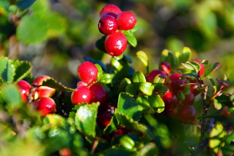 Cranberries (vaccinium macrocarpon)
