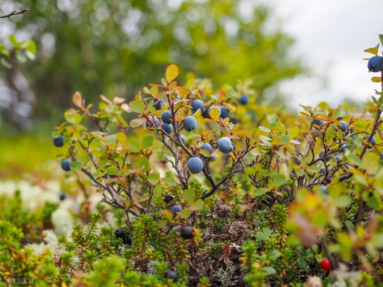 Голубика в тундре
