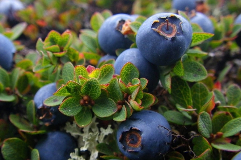 Растения тундры голубика