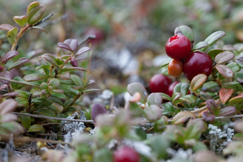Брусника кустарничек