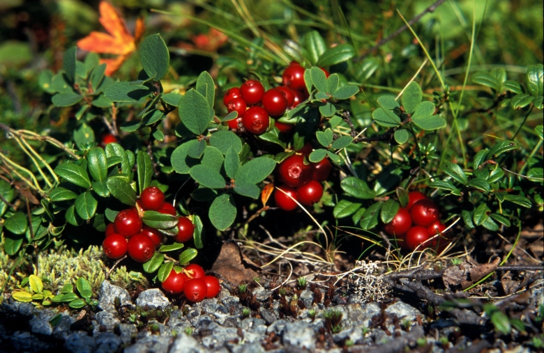 Вороника брусника Кольского полуострова