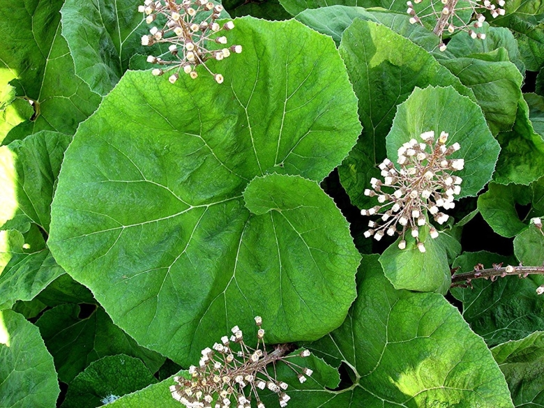 Белокопытник гибридный Petasites hybridus