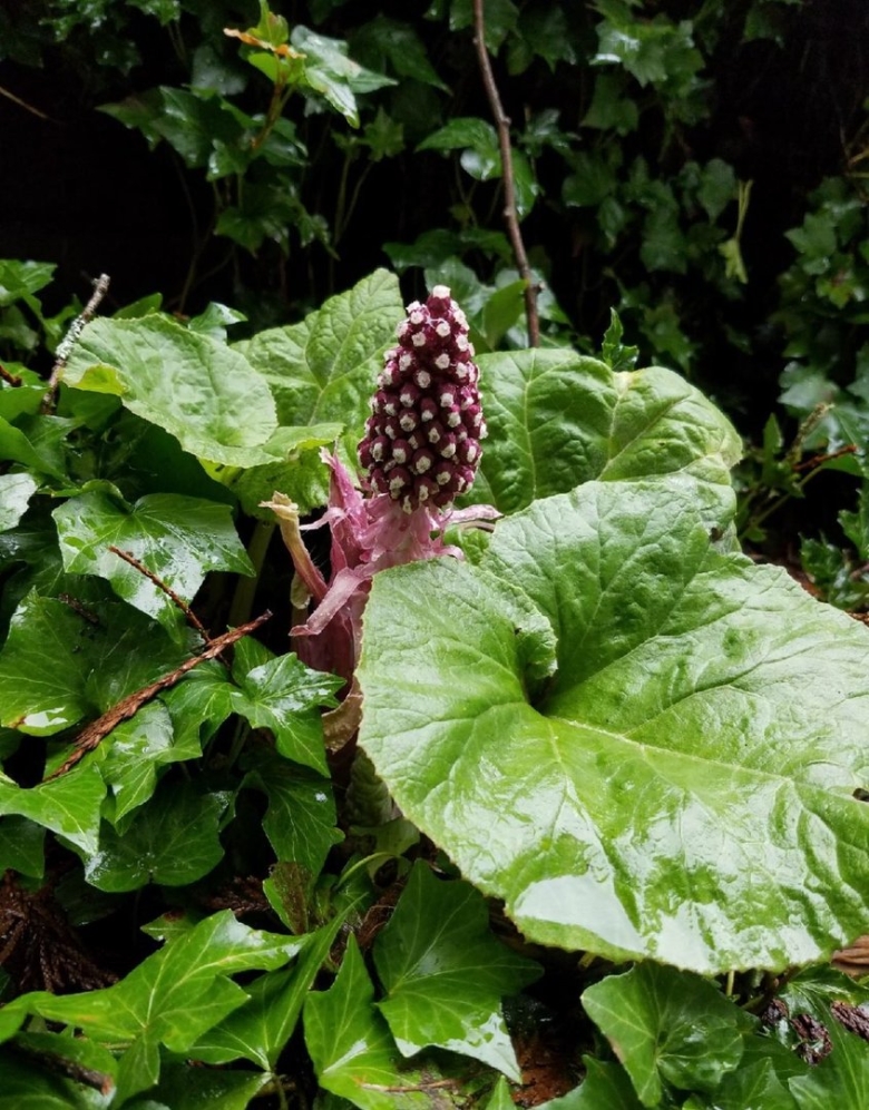 Белокопытник гибридный Petasites hybridus
