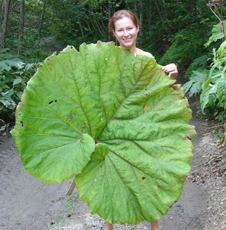 Сахалинский лопух белокопытник