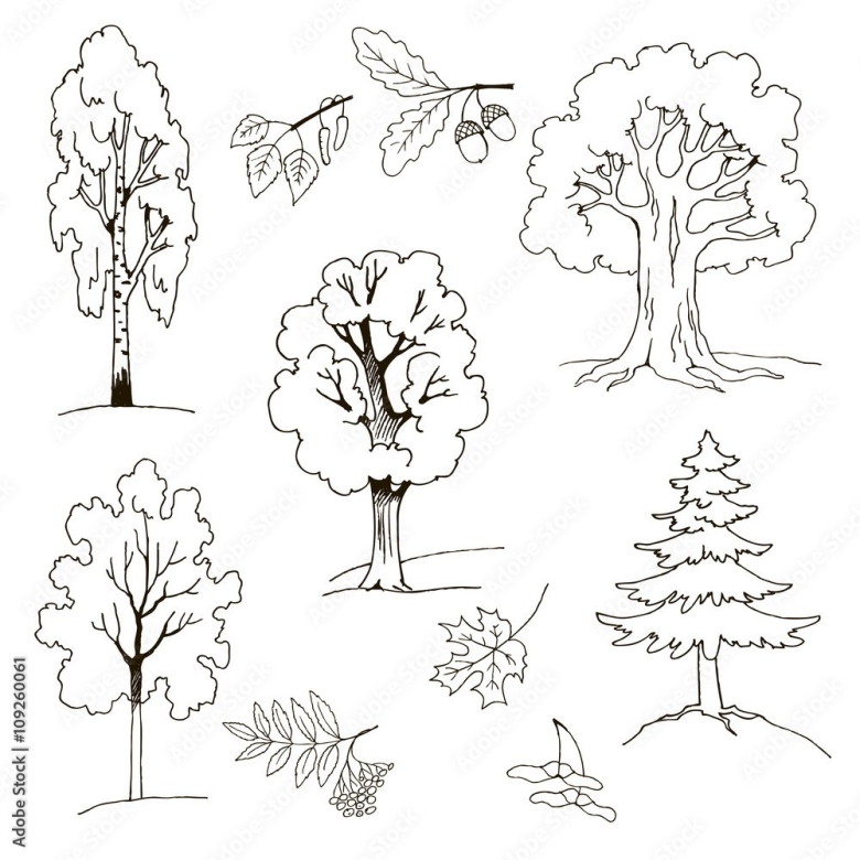 Хвойные и лиственные деревья задания для детей