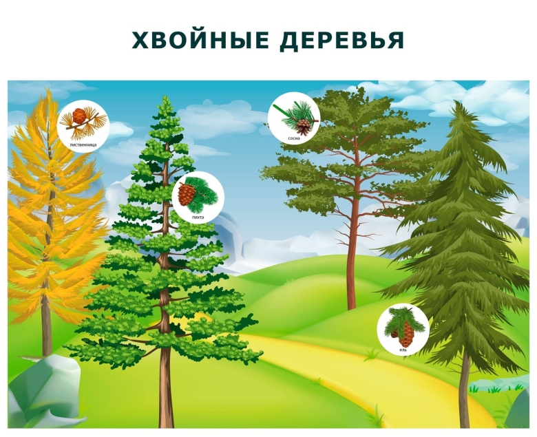 Аппликация хвойные деревья