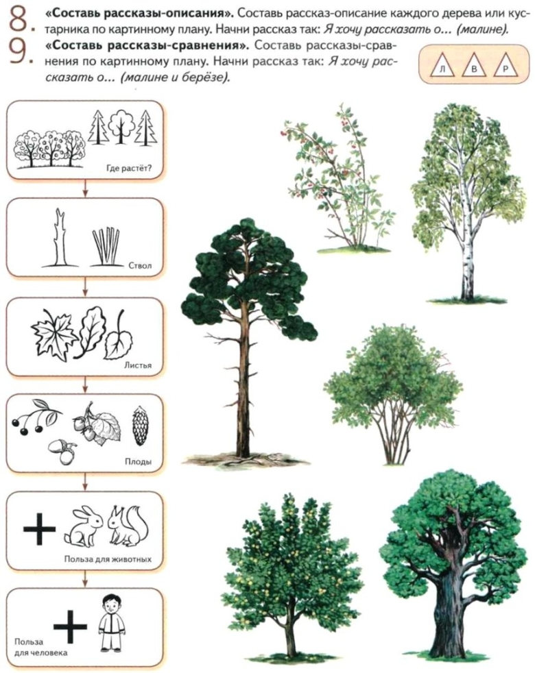 Тема деревья для детей