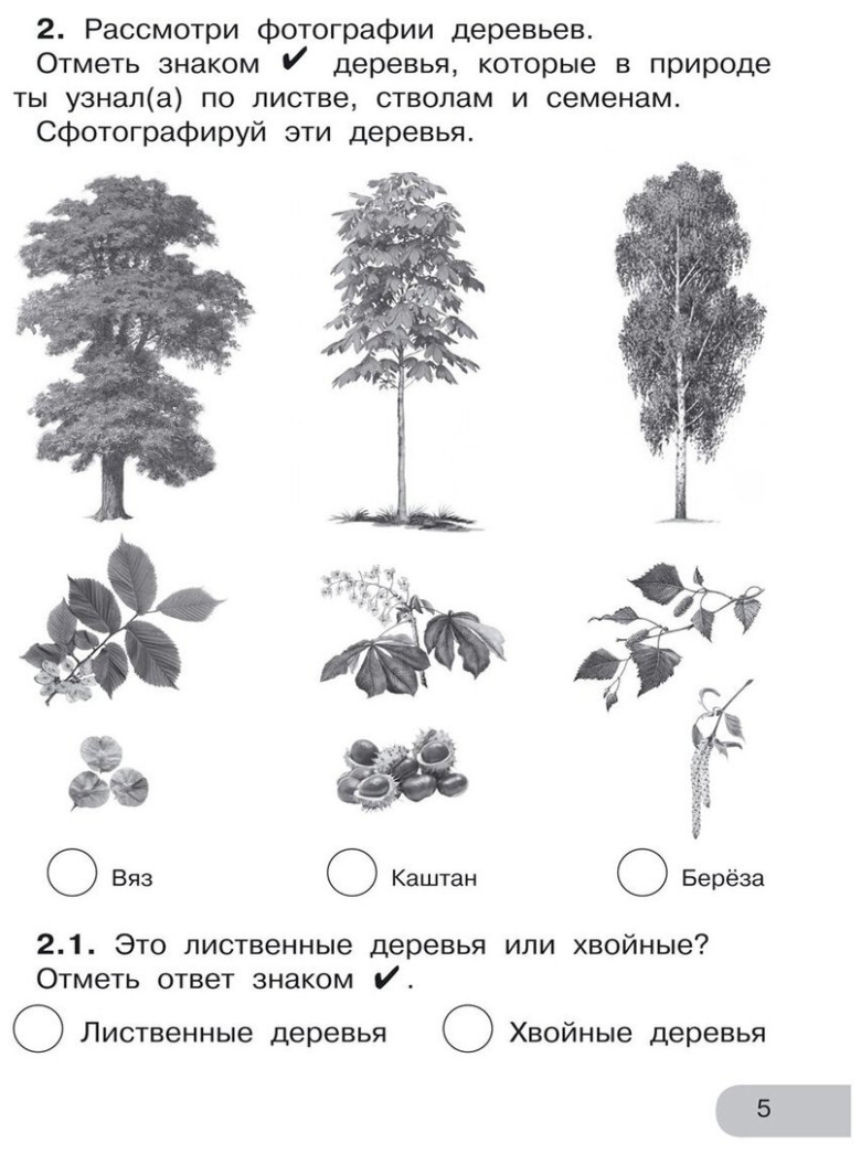 Задания на тему лиственные и хвойные деревья