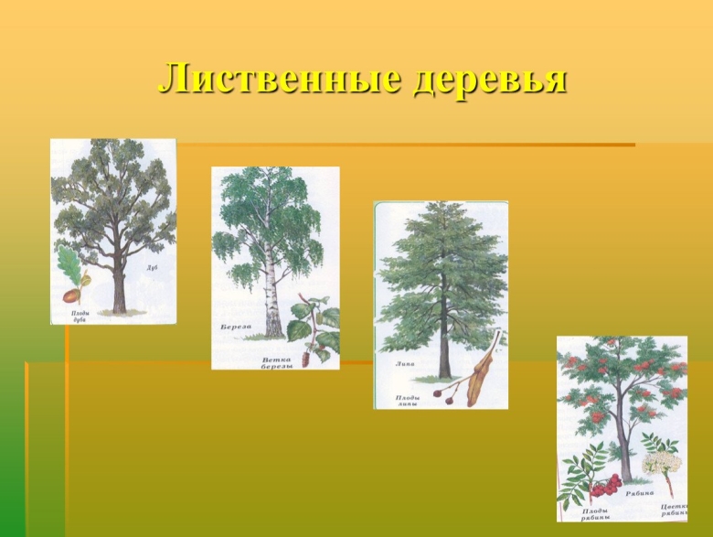 Лиственные и хвойные деревья