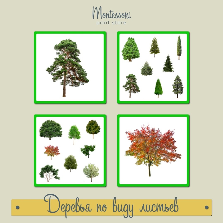 Деревья карточки