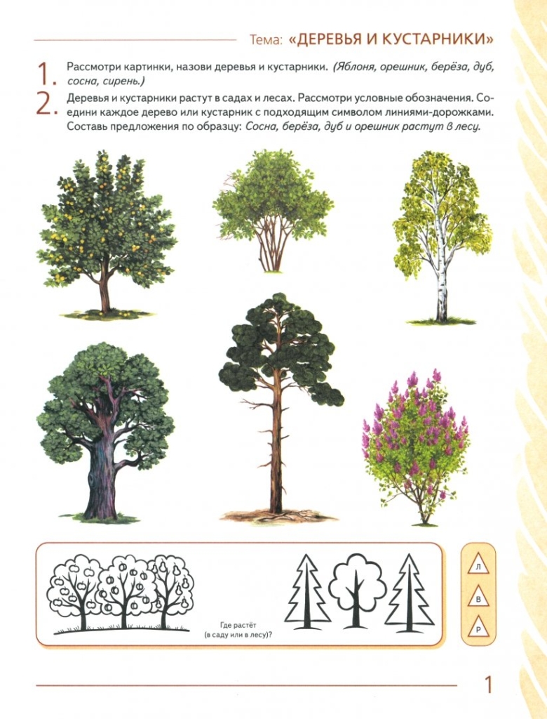 Деревья и кустарники задания для дошкольников