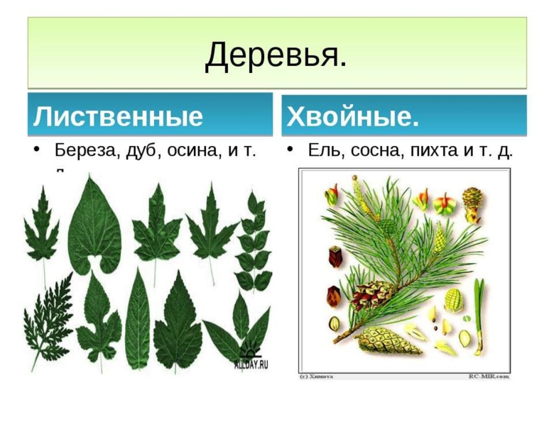 Воные деревья и лиственные
