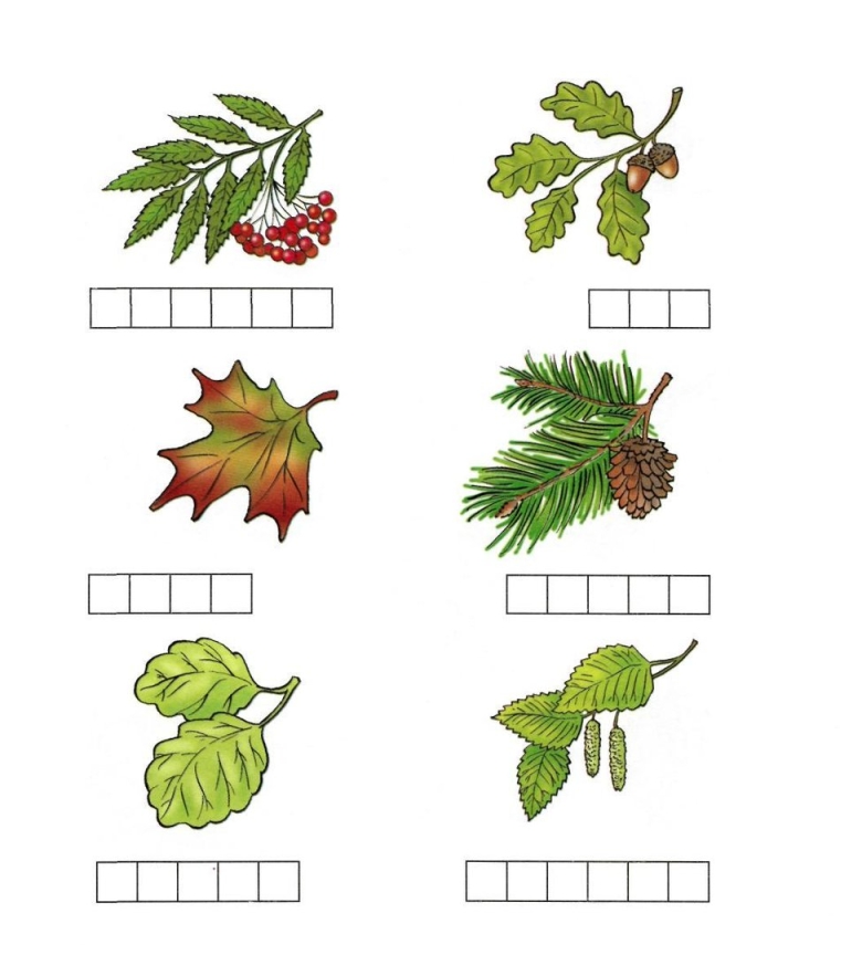 Задания листья деревьев для детей