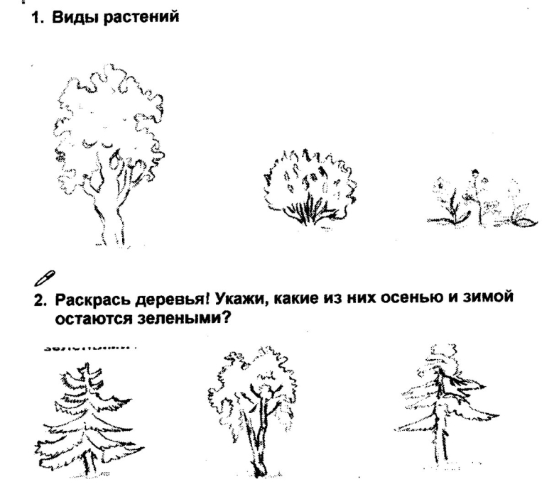 Деревья и кустарники задания