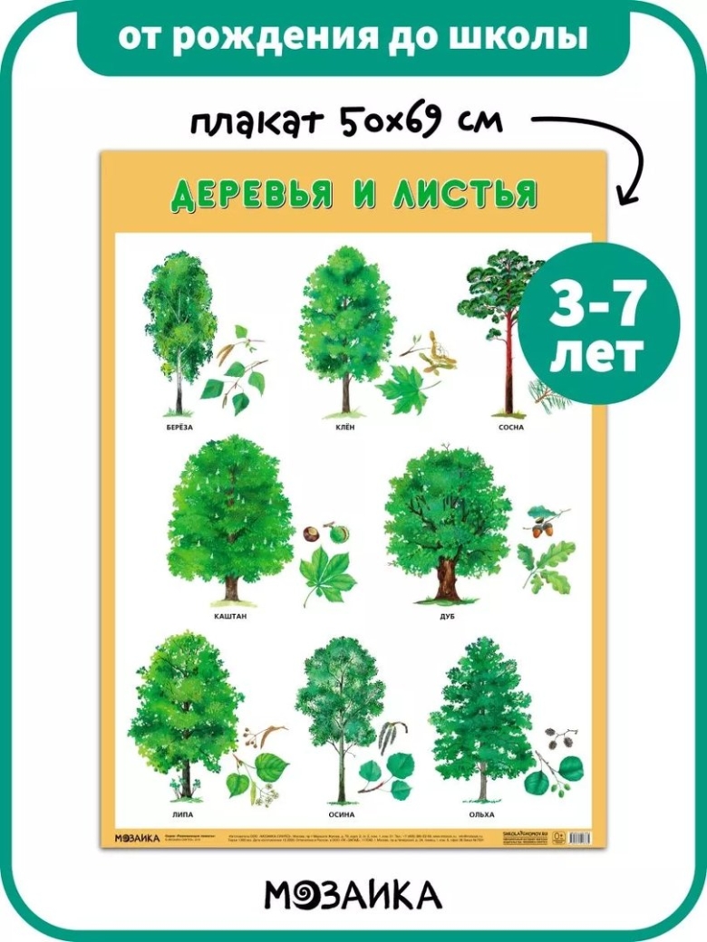 Лиственное дерево