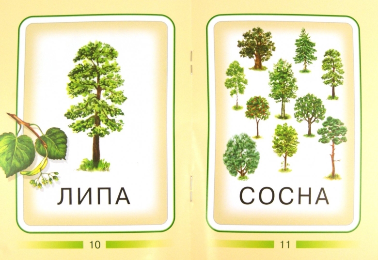 Деревья для дошкольников