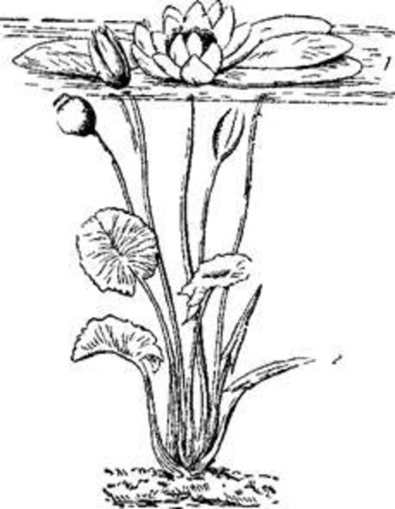 Растения рисунок