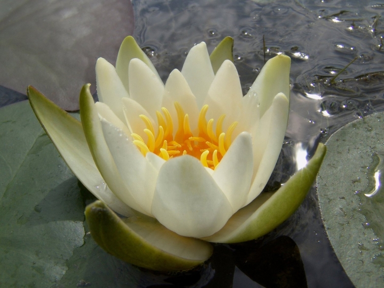 Кувшинка нимфея красная