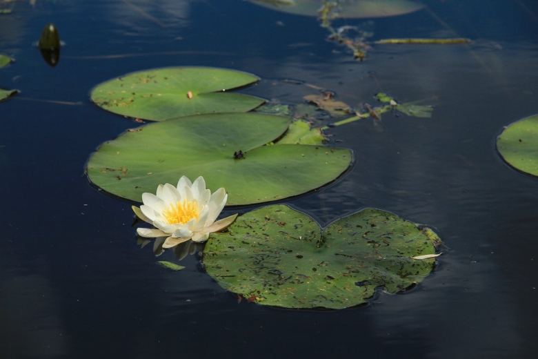 Купава кувшинка