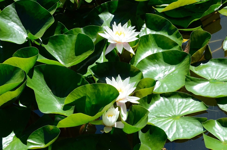 Кувшинка пангманкол