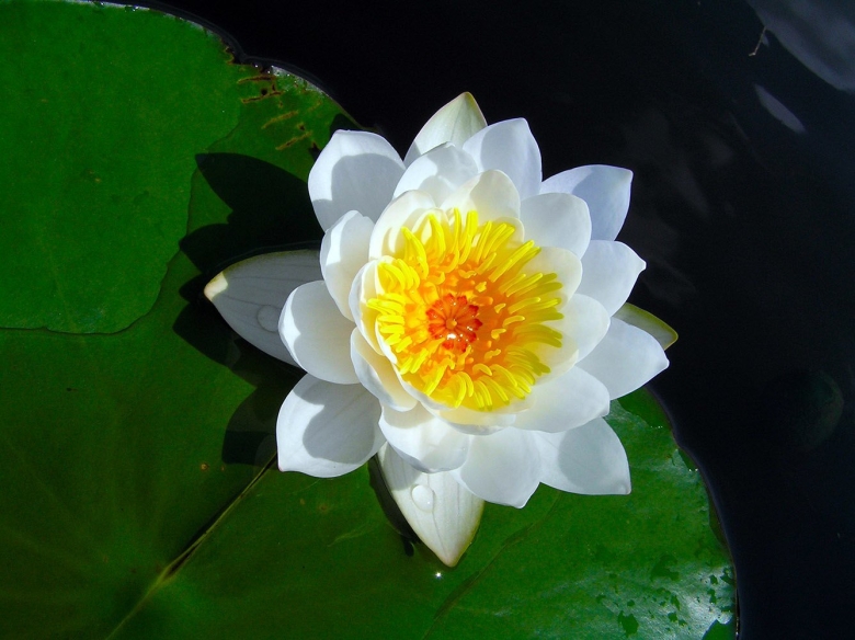 Кувшинка белоснежная Nymphaea Candida