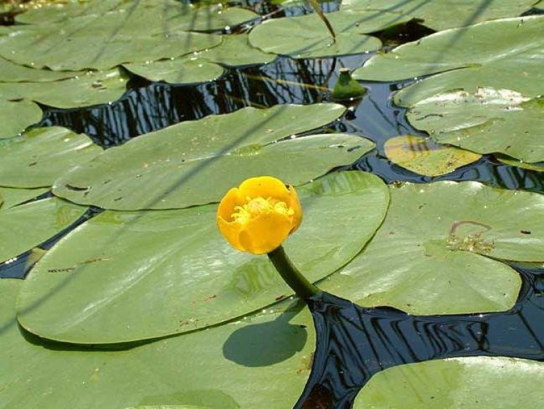 Кубышка желтая водяная Лилия