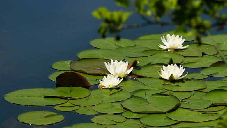 Белый кувшинка растение