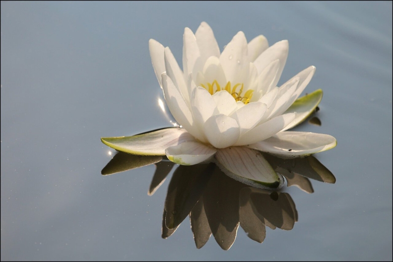 Лилия водяная белая