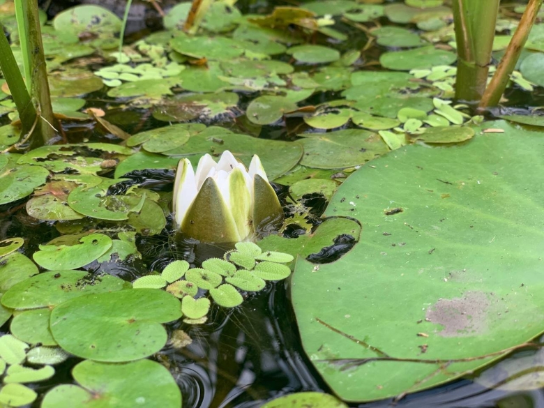 Кувшинка белая Оренбургской области