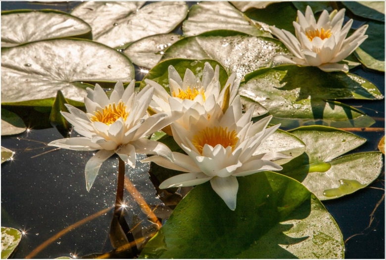 Астраханский заповедник Озёрные белая кувшинка