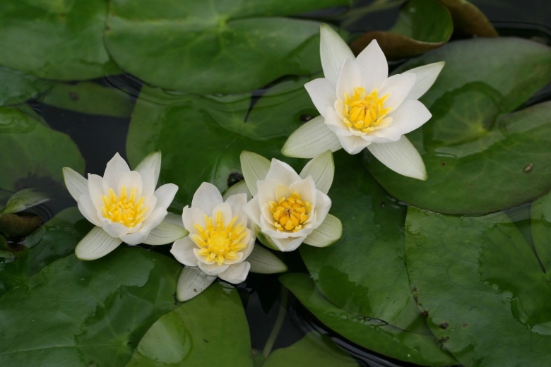 Кувшинка четырехугольная - nymphaea tetragona georgi