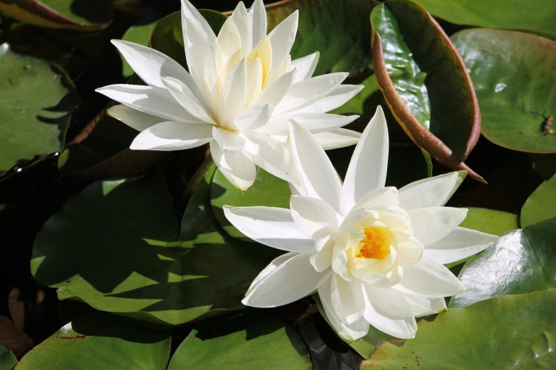 Лотос кувшинка водяная Лилия