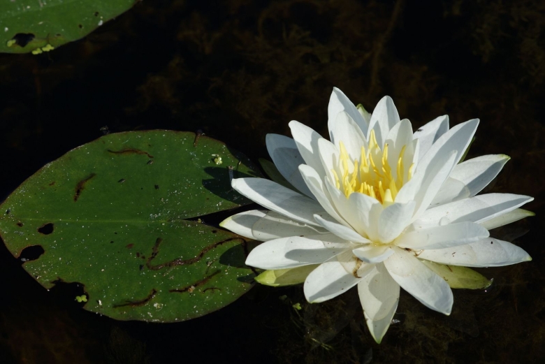 Кувшинка белоснежная