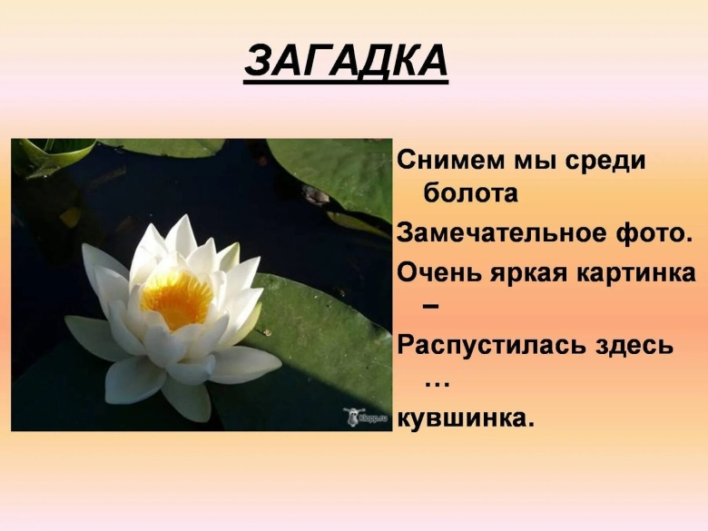 Загадка про кувшинку