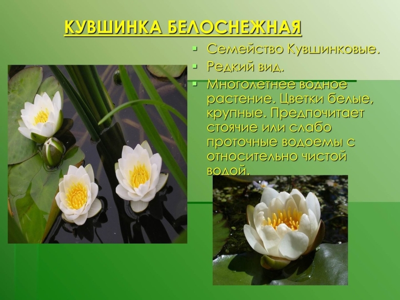 Редкие растения Тульской области