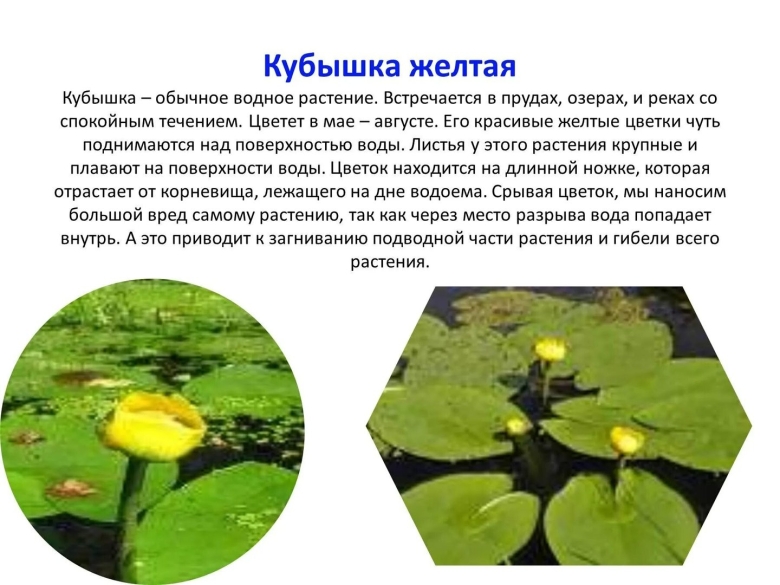 Кубышка жёлтая водные растения